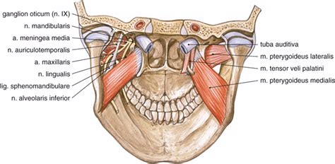 Anatomie Van De Nervus Trigeminus Springerlink