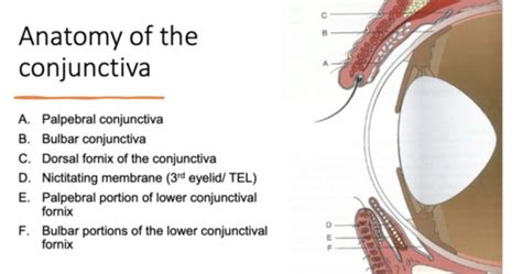 O Conditions Of Conjunctiva TEL And Lacrimal System Flashcards Quizlet