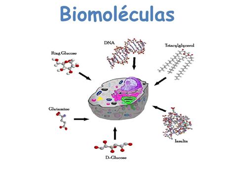 Biomoleculas mapa conceptual Guía paso a paso