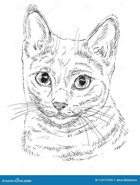 Russian Blue Cat stock vector. Illustration of portrait - 113171695