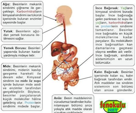 Sindirim Sistemini Olu Turan Yap Ve Organlar N G Revlerini Modeller