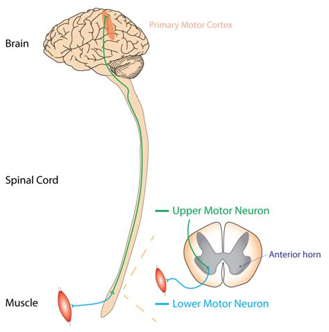 Motor Neurone Physiopedia