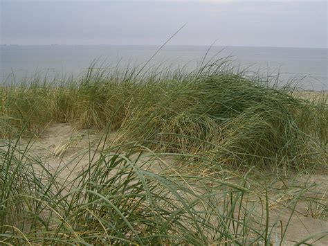 plants on beach by Cy-Fi on DeviantArt