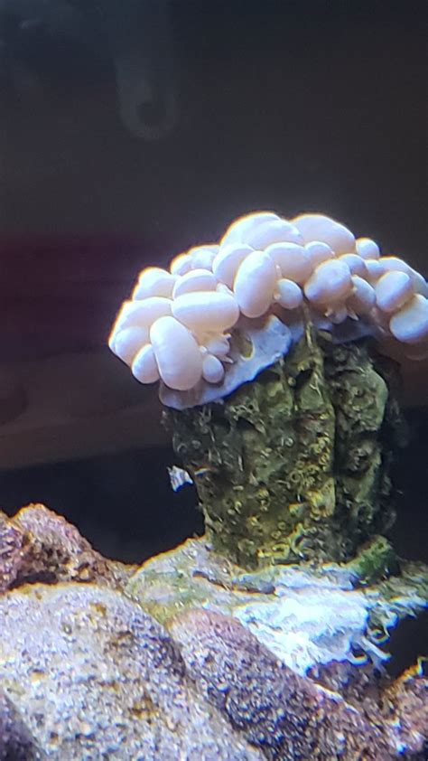 What is on my bubble coral? | Reef2Reef