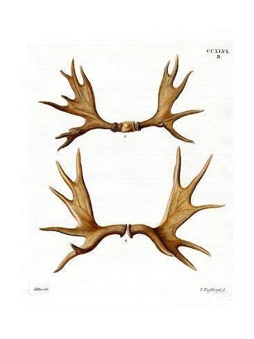 'Moose Antlers' Giclee Print | Art.com | Moose antlers, Posters art prints, Antlers