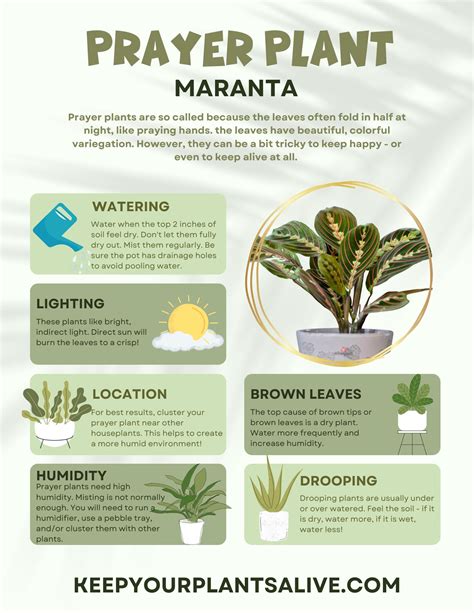 How To Propagate Prayer Plant Maranta Propagation Keep Your Plants