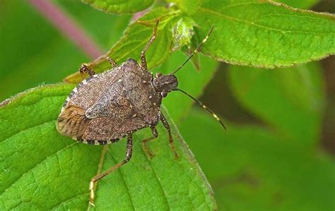 What You Should Know If You Re Seeing Stink Bugs Around Your