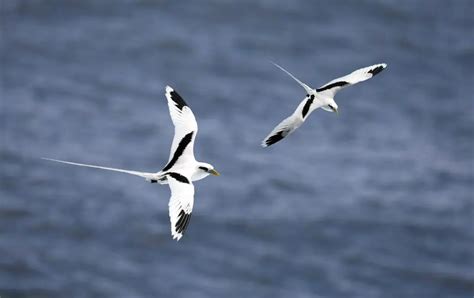 11 Birds with Long Tails [Awe-Inspiring List!]