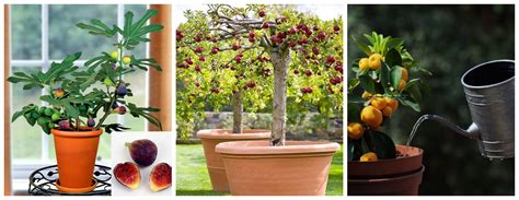 Details 48 árboles Frutales En Macetas Grandes Abzlocalmx