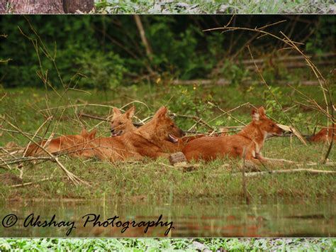 Akshay Manjunath "The Naturalist": Dhole – Indian Wild Dog (Cuon Alpinus)