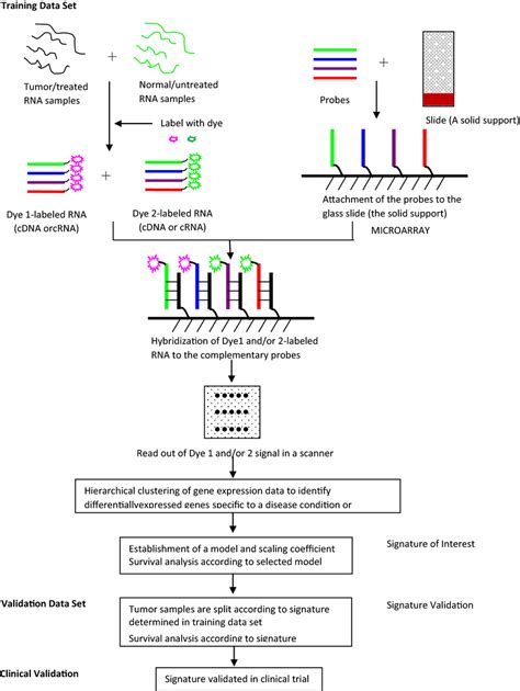 Gene Signature Identification And Characterization Gene Signature Is Download Scientific