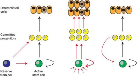 Regulation And Plasticity Of Intestinal Stem Cells During Homeostasis