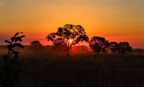 Sunset in the brazilian Cerrado biome : r/pics