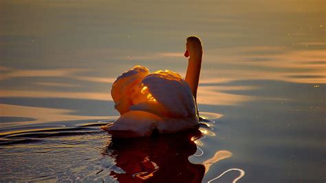 Hintergrundbilder Sonnenlicht V Gel Sonnenuntergang Meer Wasser