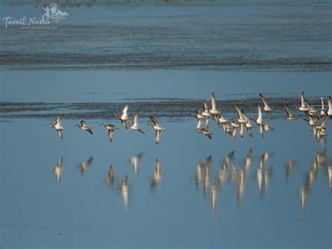 Bird Sanctuary 5 Bird Watching Destinations Tamil Nadu Travel And