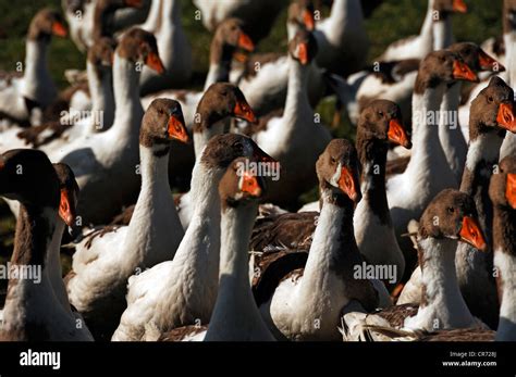 Pomeranian Geese On An Organic Farm Othenstorf Mecklenburg Western