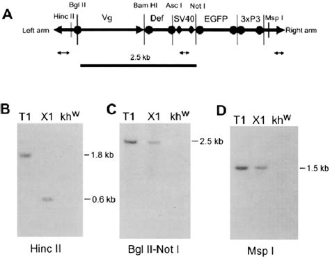 Southern Blot Hybridization Analyses Of The Two Transgenic Strains T1