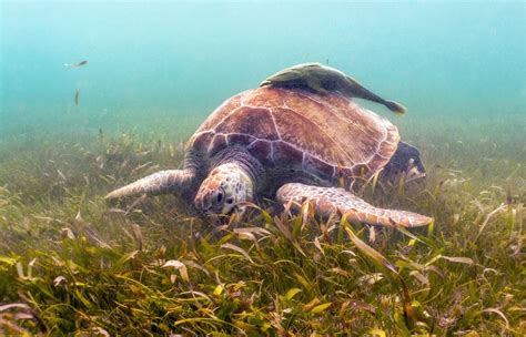 Green Turtle Conservation Experience In Malaysia The Backpacking