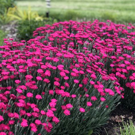 Paint The Town Magenta Dianthus Order Online