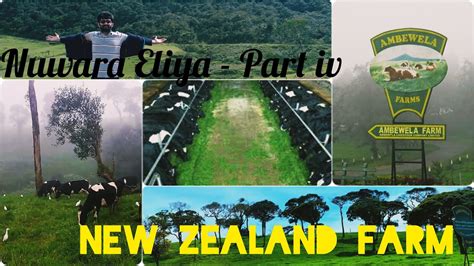 Nuwara Eliya Part New Zealand Farm Ambewela