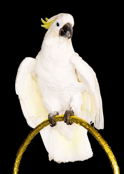 White parrot stock image. Image of parrot, talk, talking - 13111141