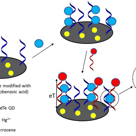 Pdf From Small Molecules Toward Whole Cells Detection Application Of Electrochemical