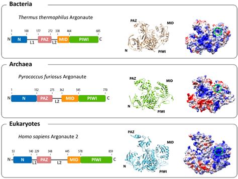 Life Free Full Text A Prokaryotic Twist On Argonaute Function