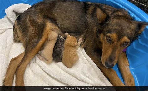 Mother Dog Adopts Kittens After Losing Her Own Puppies