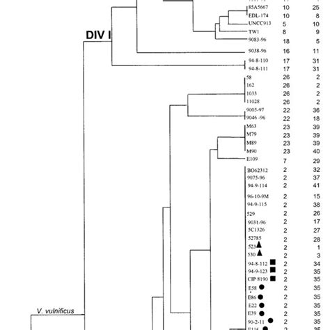 Genetic Relationships Among 62 V Vulnificus Strains 1 L Anguillarum Download Scientific