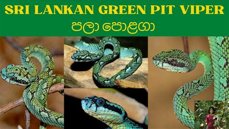 The most beautiful snake in Sri Lanka Sri Lankan Green Pit Viper ශ