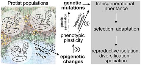 Frontiers Epigenetics As Driver Of Adaptation And Diversification In