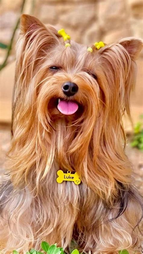 20 Yorkshire Terrier Puppies That Will Steal Your Heart Away Artofit