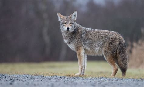 Oregon Bans Coyote Killing Contests