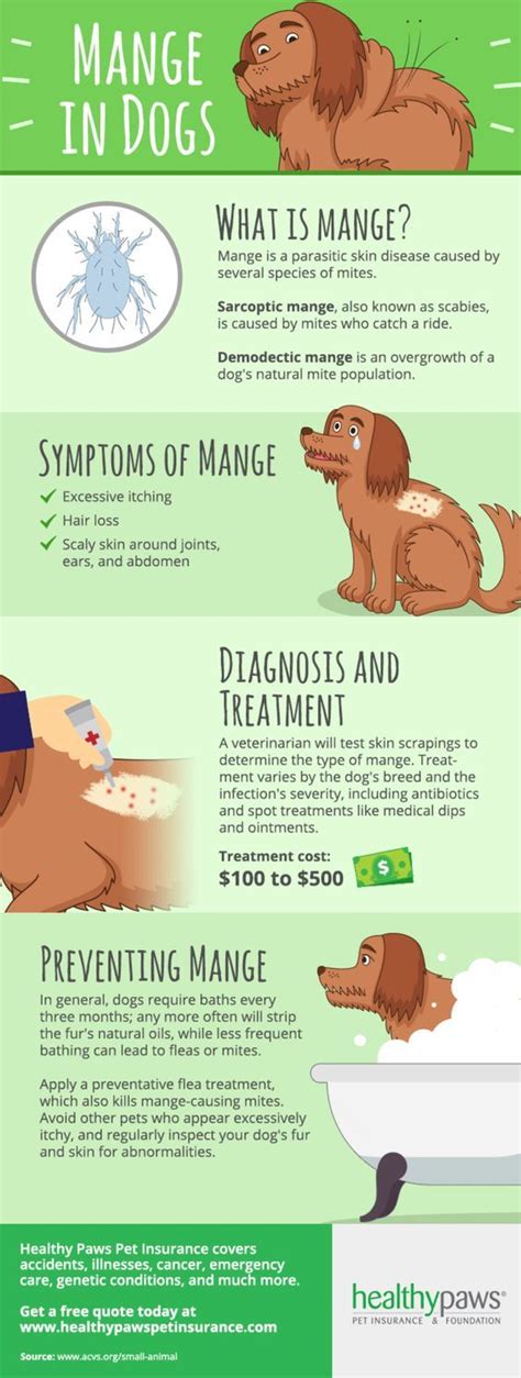 What is Mange? | Dog mange, Vet medicine, Vet tech student