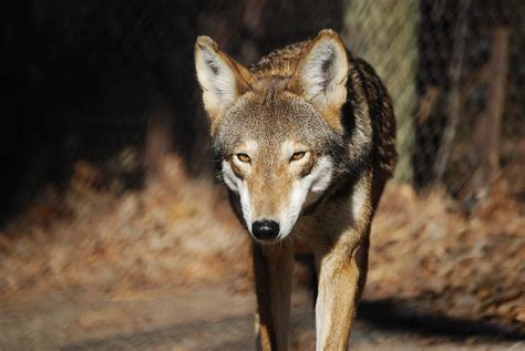 Virginia Living Museum American Red Wolf Virginia Living Museum