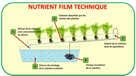 Culture Hydroponique Salad O