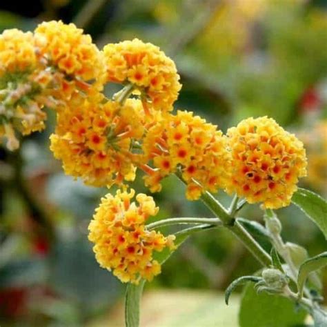 Budelia O Arbusto De Las Mariposas CUIDADOS De La Buddleia