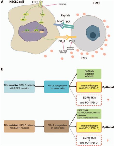 Upregulation Of PD L1 By EGFR Activation Mediates The Immune Escape In