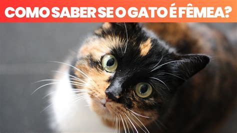 Como Saber Se o Gato é Fêmea YouTube