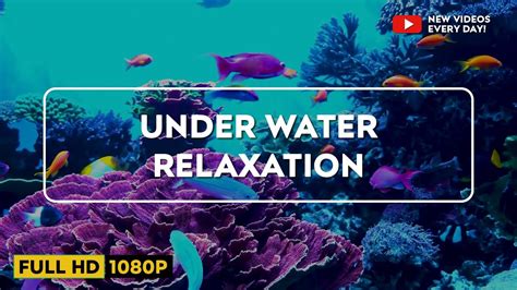 Stunning Aquarium Relax Music, Beautiful Aquarium Coral Reef Fish ...