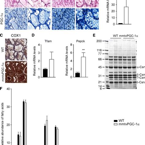 PGC 1α expression in mammary glands is associated with UCP1 induction