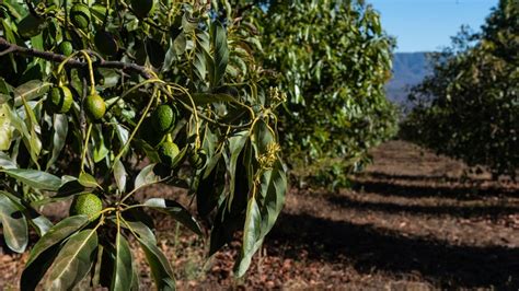 How And When To Fertilize Your Avocado Tree