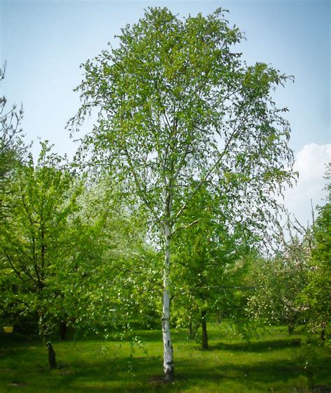 European White Birch Trees For Sale | The Tree Center