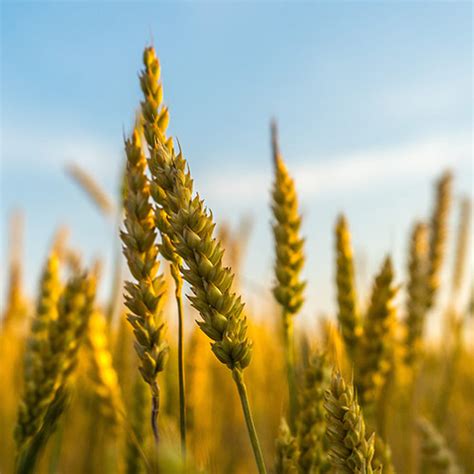 produtos  naturais biodharma alimentacao biologica  saudavel