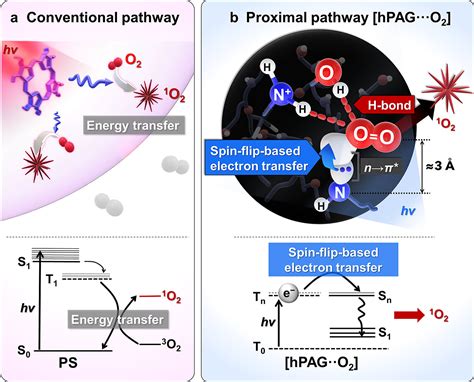 Singlet Oxygen Generation From Polyaminoglycerol By Spin Flip Based