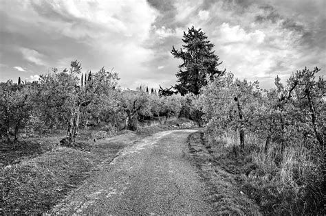 Trees Olive Path Free Photo On Pixabay Pixabay