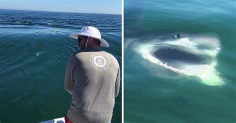 Terrifying Moment Great White Shark Steals Fishermans Catch