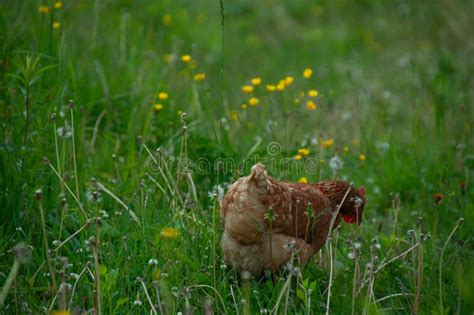 Red Sex Link Chicken Pecking In The Grass Stock Photo Image Of Green