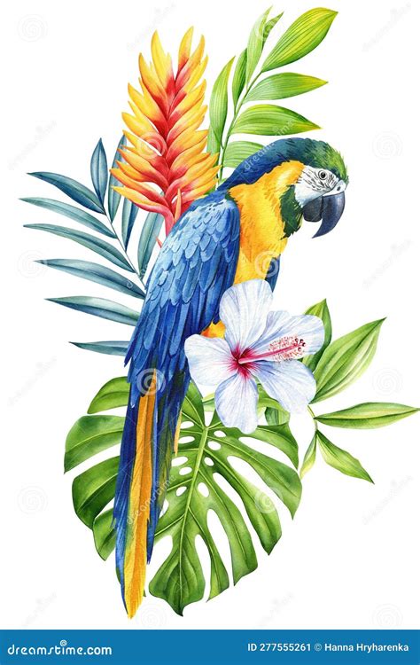 Beautiful Bird Watercolor Illustration Hand Drawing Macaw Parrot