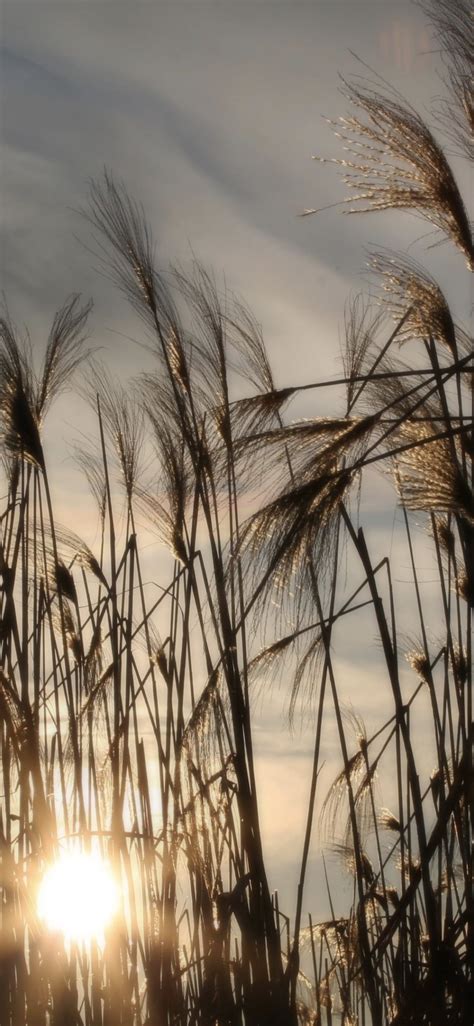 natural pampas grass wallpapersc iphonexs